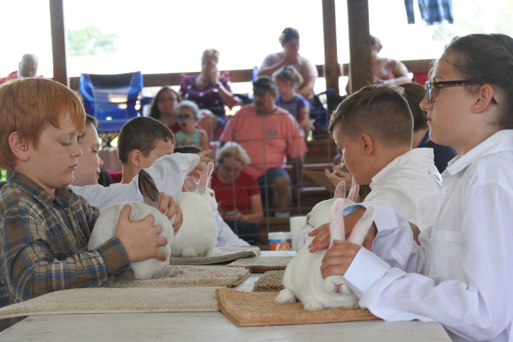 Livestock Show